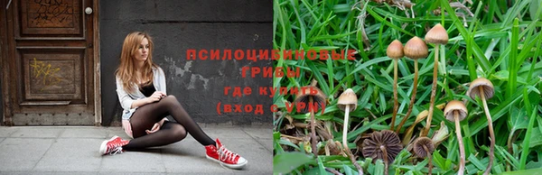 ПСИЛОЦИБИНОВЫЕ ГРИБЫ Вязники